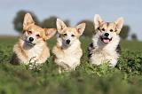 CORGI PEMBROKE 644